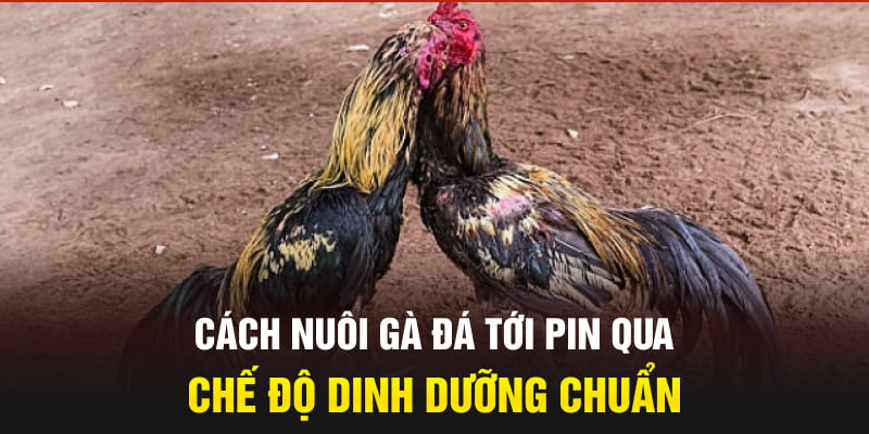 Cách nuôi gà đá tới pin qua chế độ dinh dưỡng chuẩn