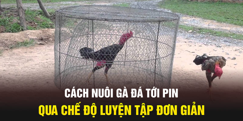 Cách nuôi gà đá tới pin qua chế độ luyện tập đơn giản